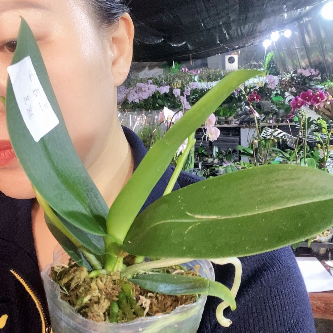 无花朵三太子蝴蝶兰