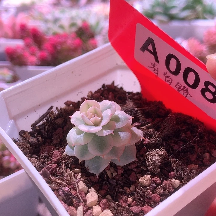 青岗锦有根有根有