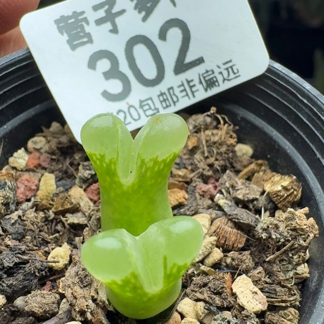 绿眼睛风铃。   带盆土。