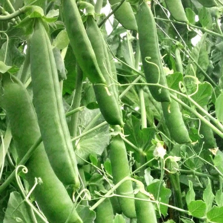 【新】云南水果豌豆 新鲜豌豆口感鲜嫩翠绿色泽颗粒饱满营养丰富
