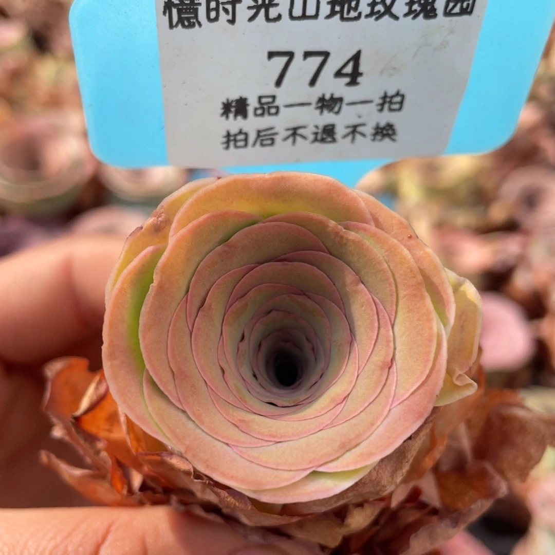 山地玫瑰774裸根发货不售后