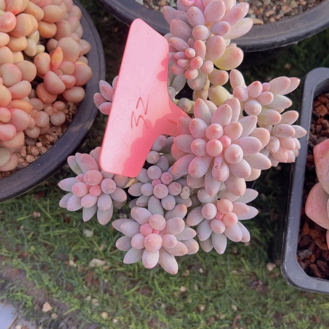 香玉的故事是一个人的