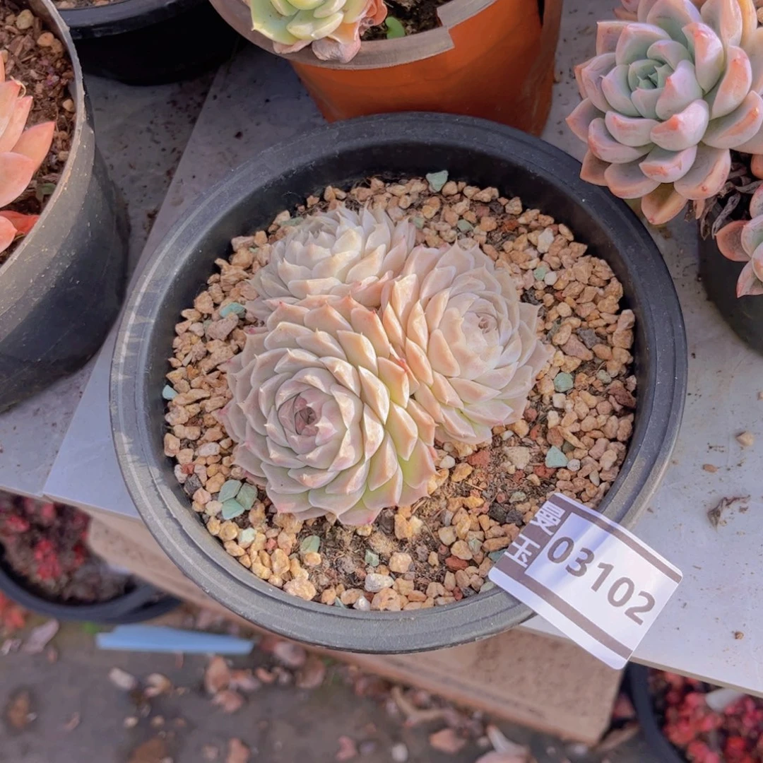 杂多肉植物哦03102