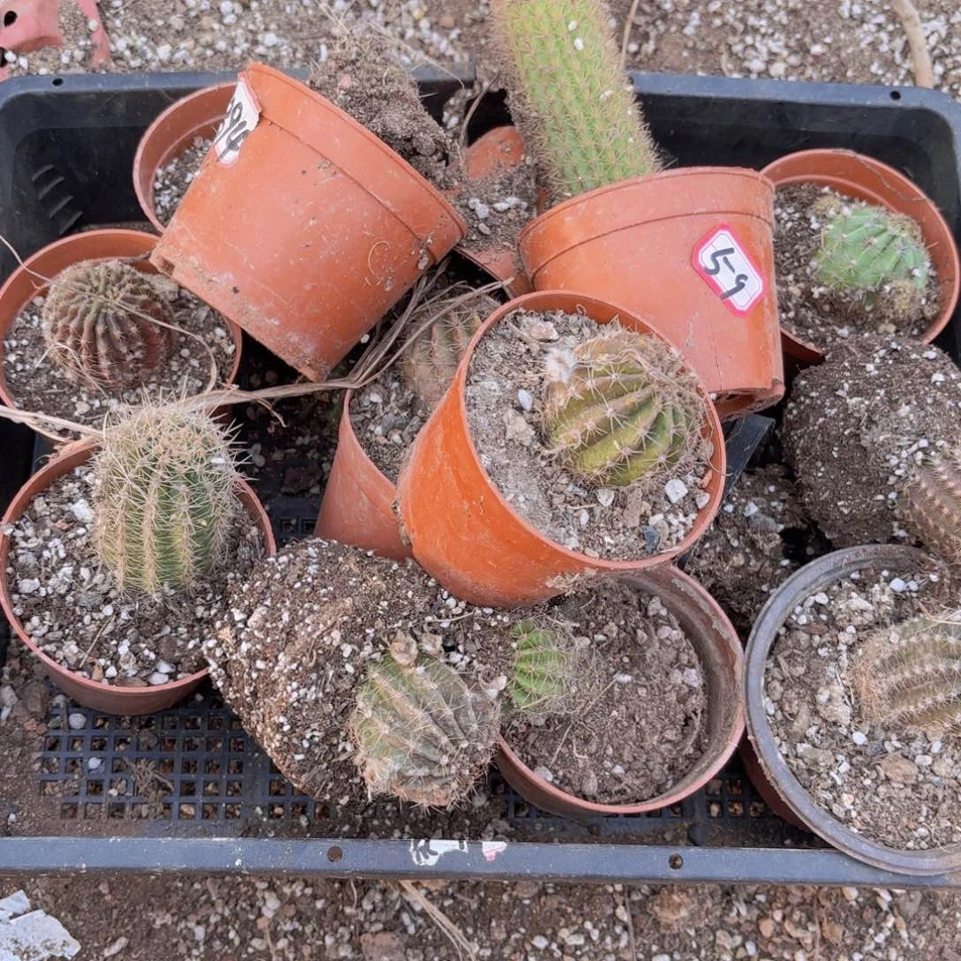 59号混品瑕痴无售后仙人球