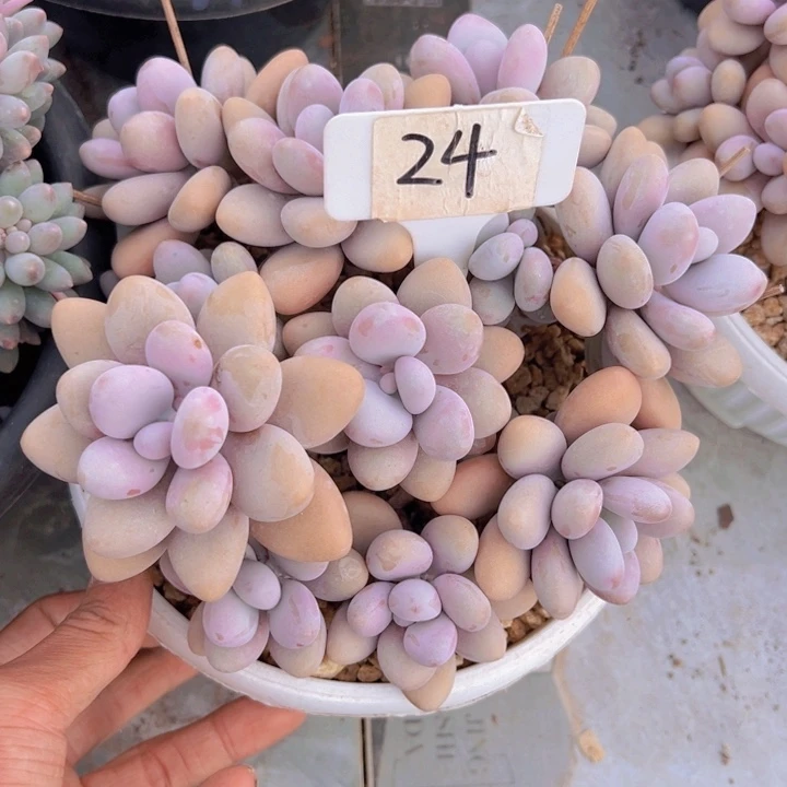 健健康康平平安安