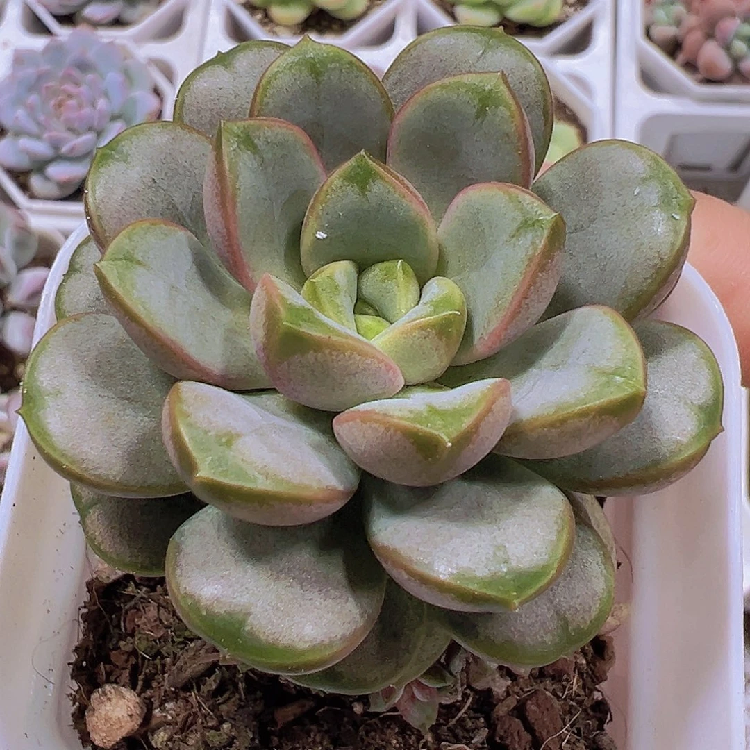 葡萄9.9包邮多肉植物