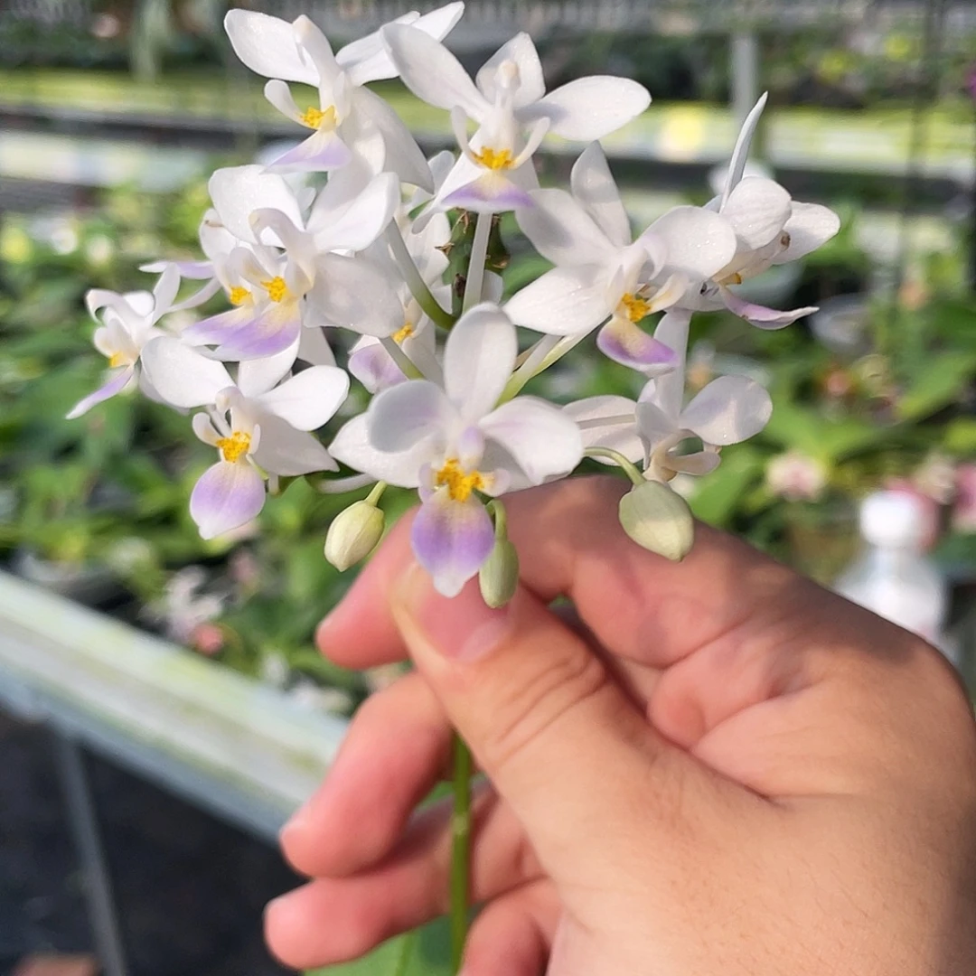 完全开放42叶瑕花期不保
