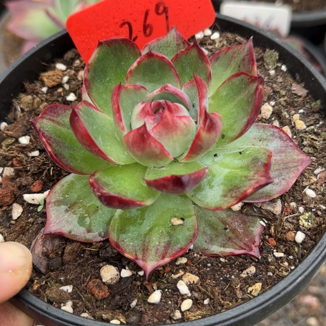 惊鸿一物一拍包装收缩花旱269