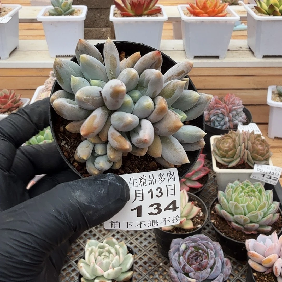 0913-134哥特萝莉q