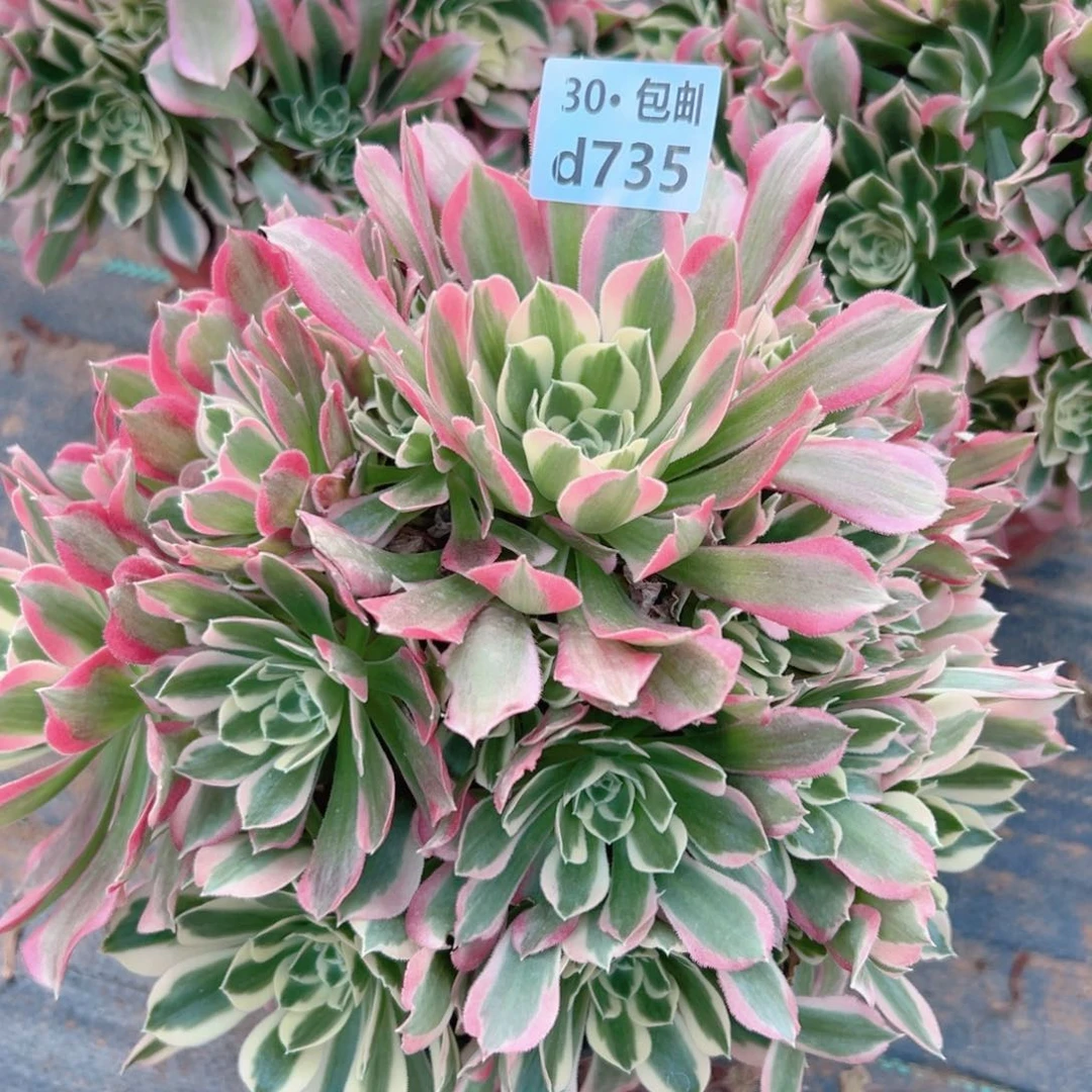 735 白凤多肉法师