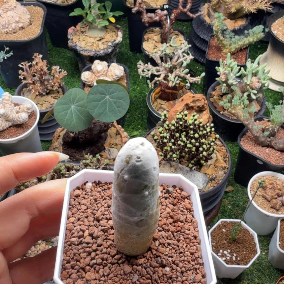 雪鹿厚墩菊152仙人掌