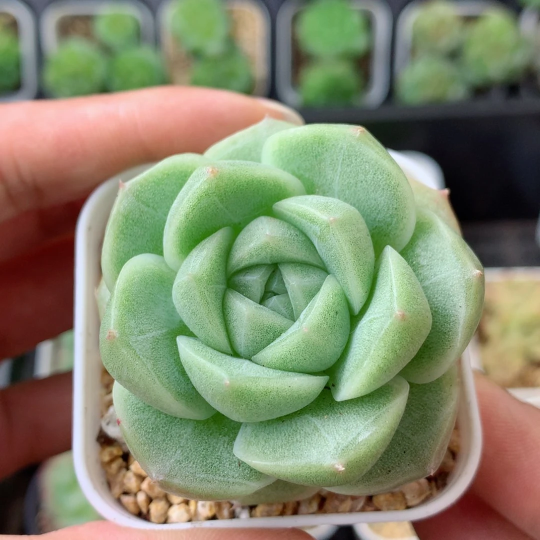 58包邮  群生不包整 99