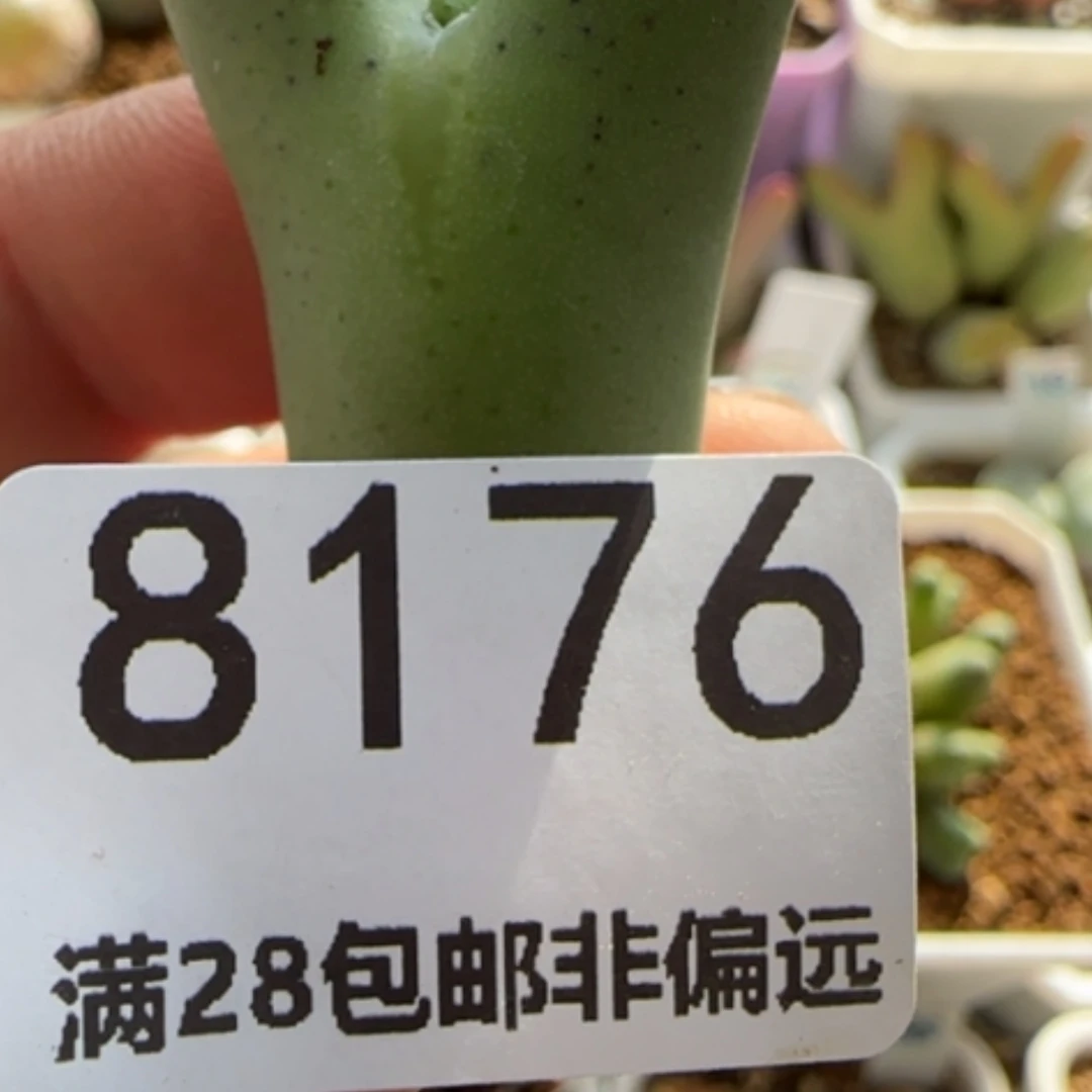【闪购商品】鱼*8176