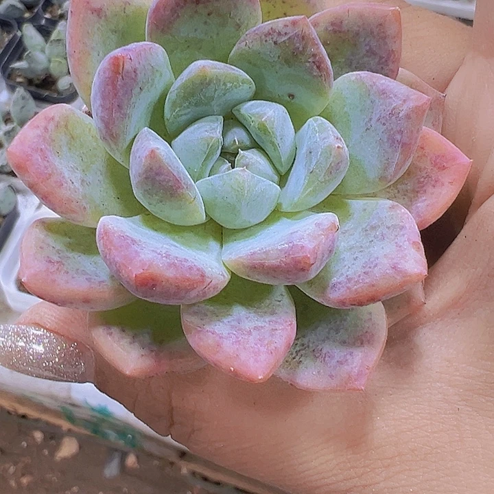 太妃糖19包邮多肉植物