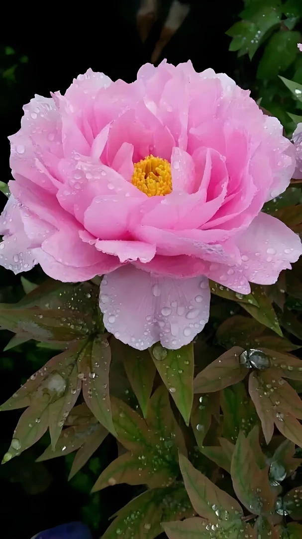 【八千代椿】洛阳精品观赏牡丹基地直发