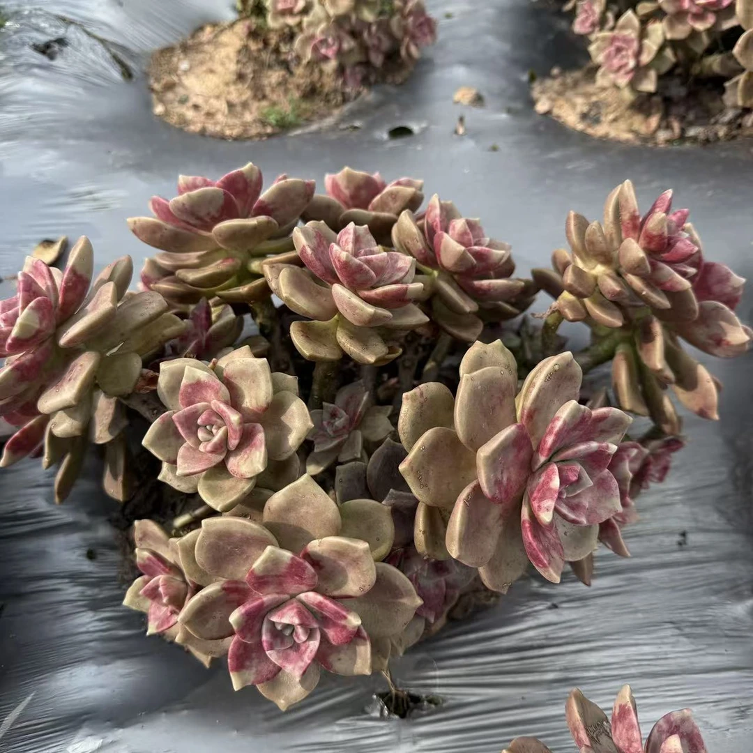 云漫多肉  地栽鹅肝 22-25cm多肉植物 新手好养