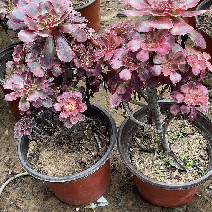 棍****2香娜丽娜玫瑰玫瑰