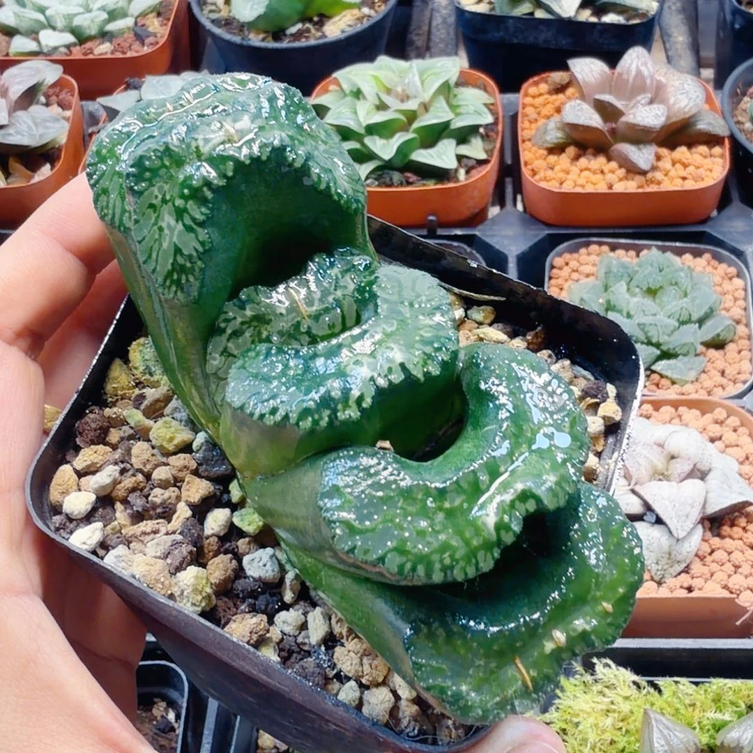 无花朵十二卷大黑玉扇母本开播福利