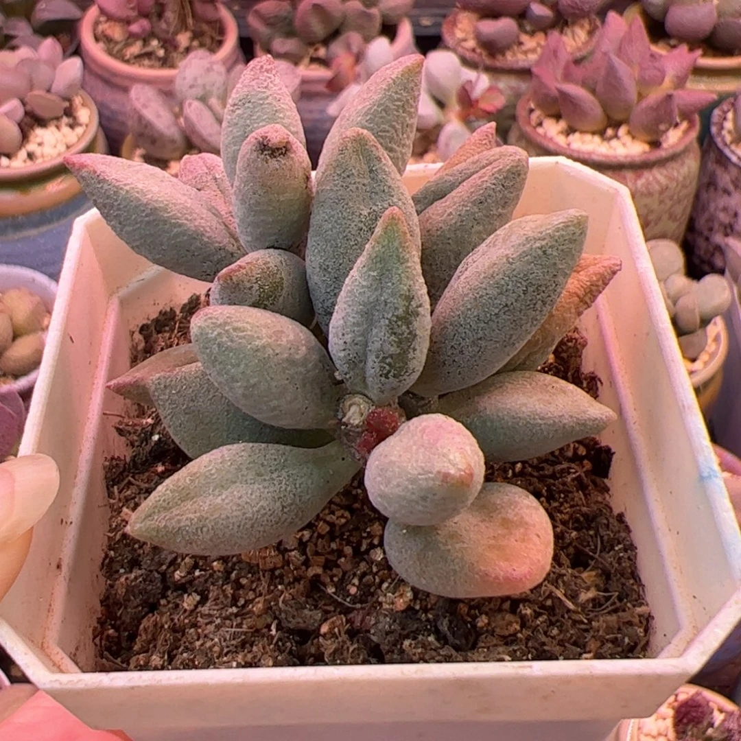 白糖豆。