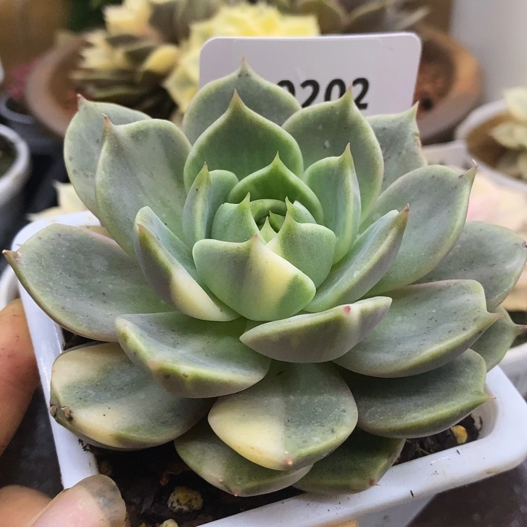 202花脸贝加尔湖哈哈哈