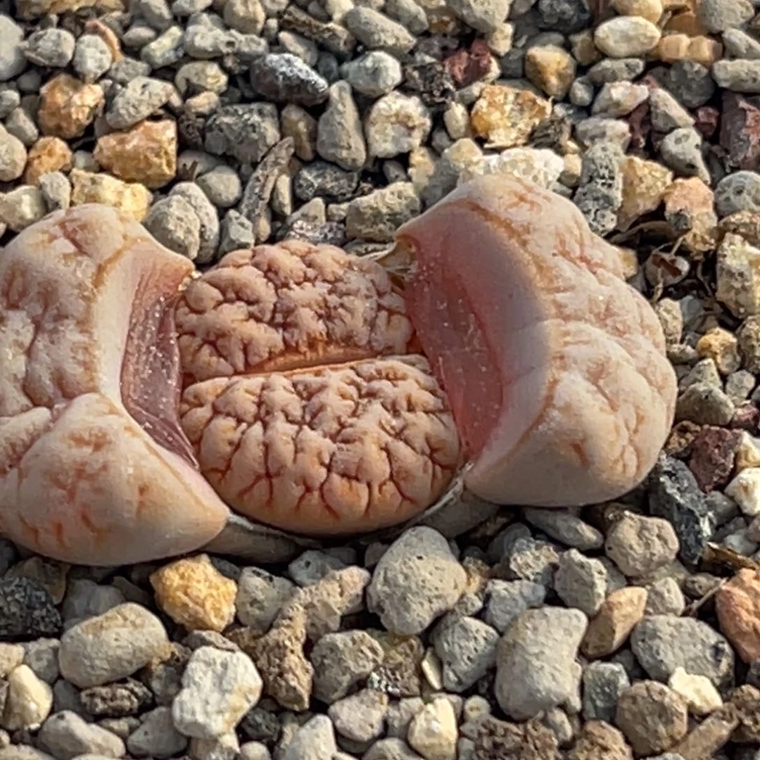 8854睫毛铁189一颗