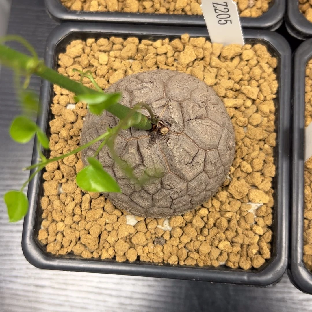 精品盆栽养定的龟甲龙205号