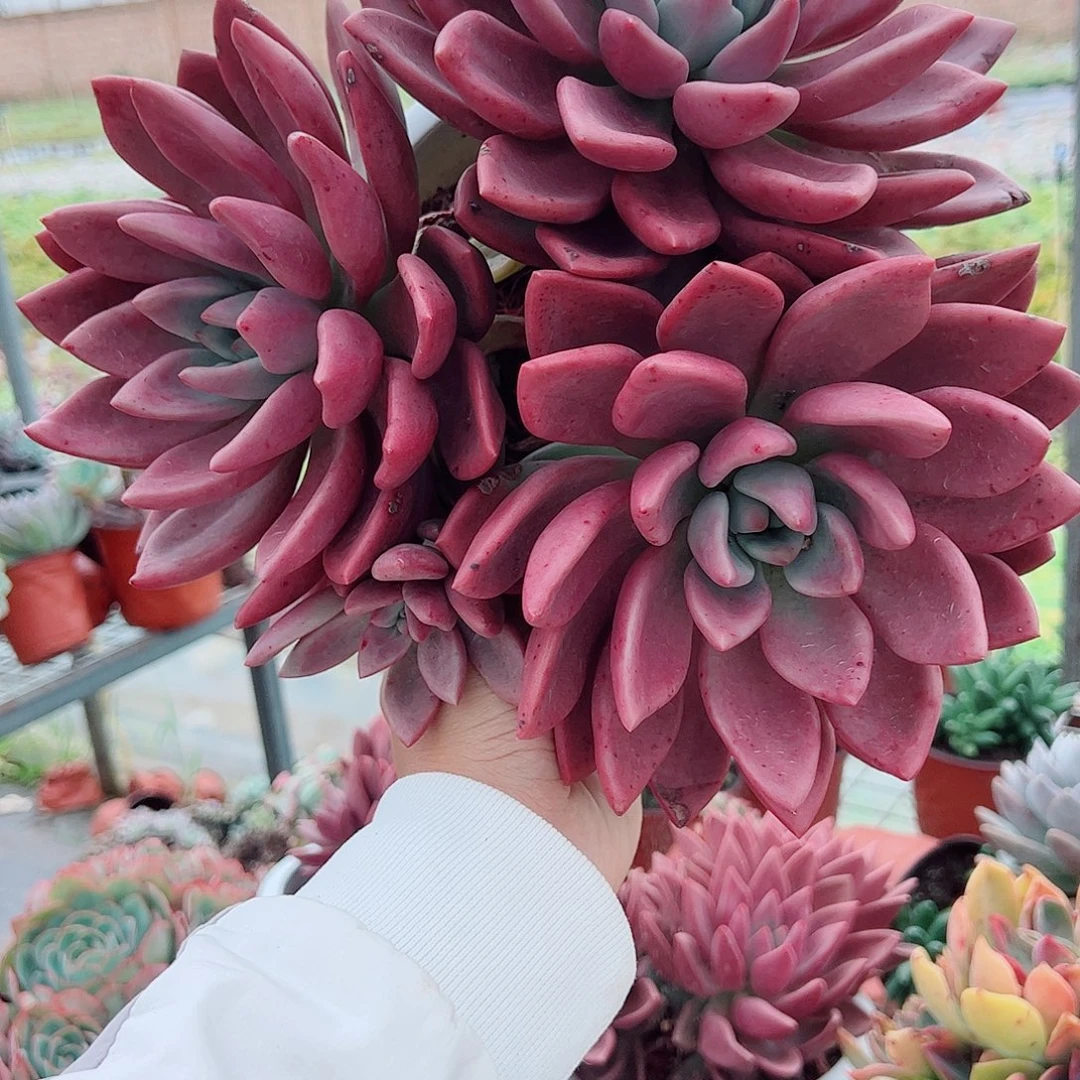 桃花源三大头超级大精品特价