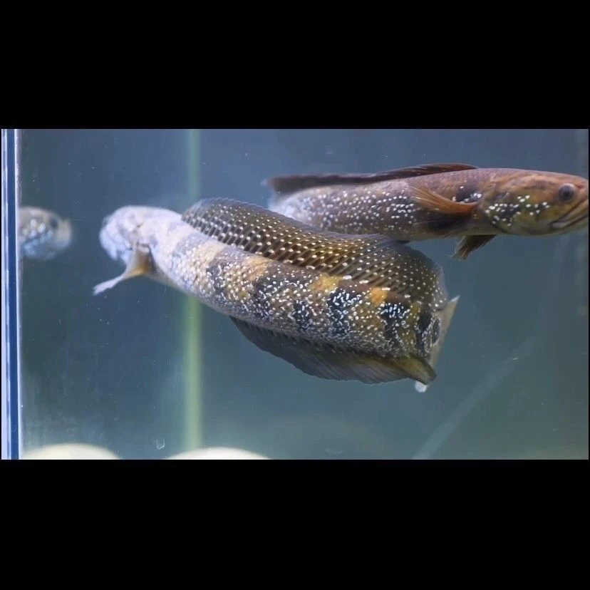 七星鱼雷龙淡水月鳢冷水鱼鲜活小型饲养殖观赏鱼凶猛国产原生鱼