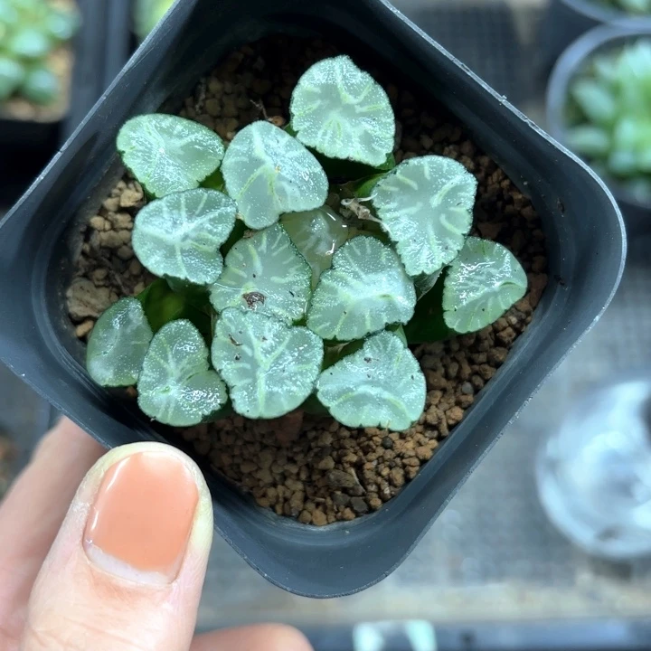 火烧云换盘多肉植物