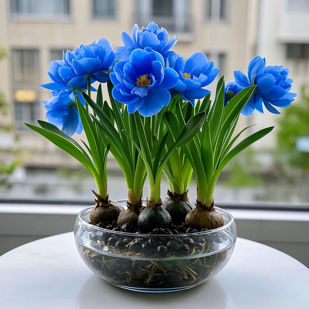 【新手超好养】香水兰种球浓香花卉水培土培四季可种植盆栽耐寒耐热