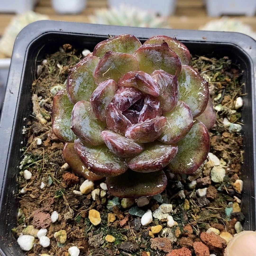 19207 黑水晶变异