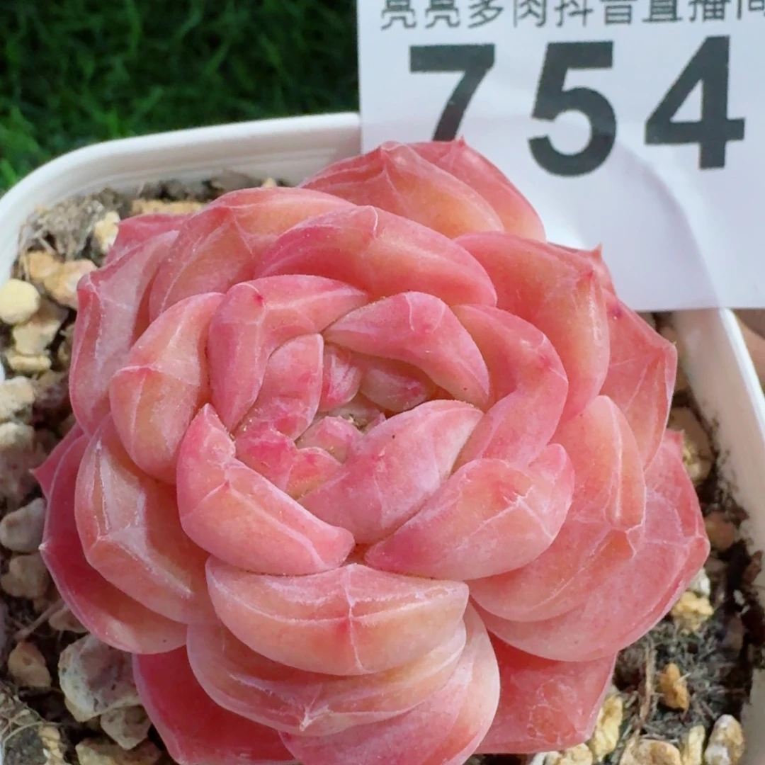 石化冰魄         多肉植物