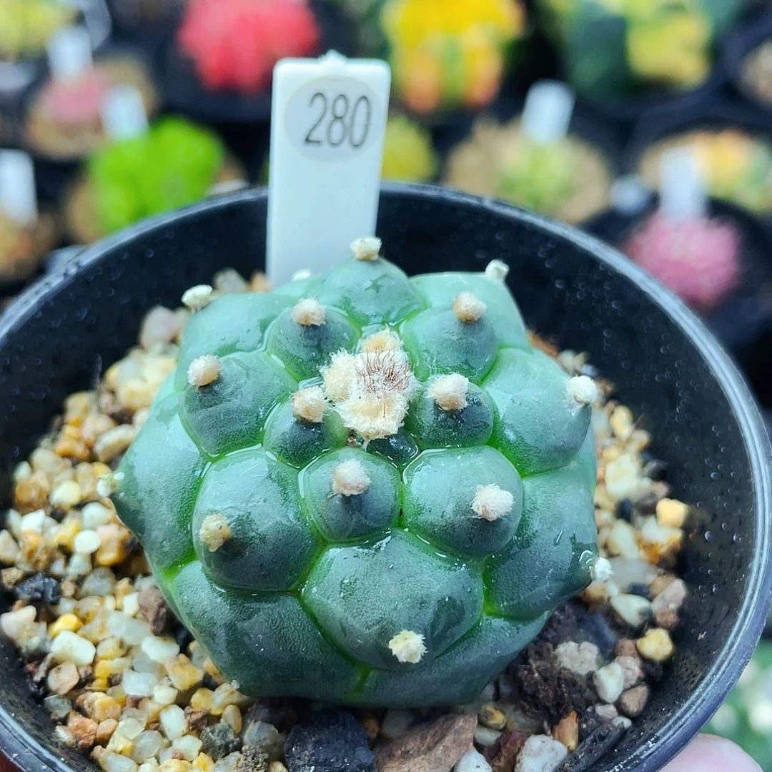 非偏远地区满25包邮仙人球裸根