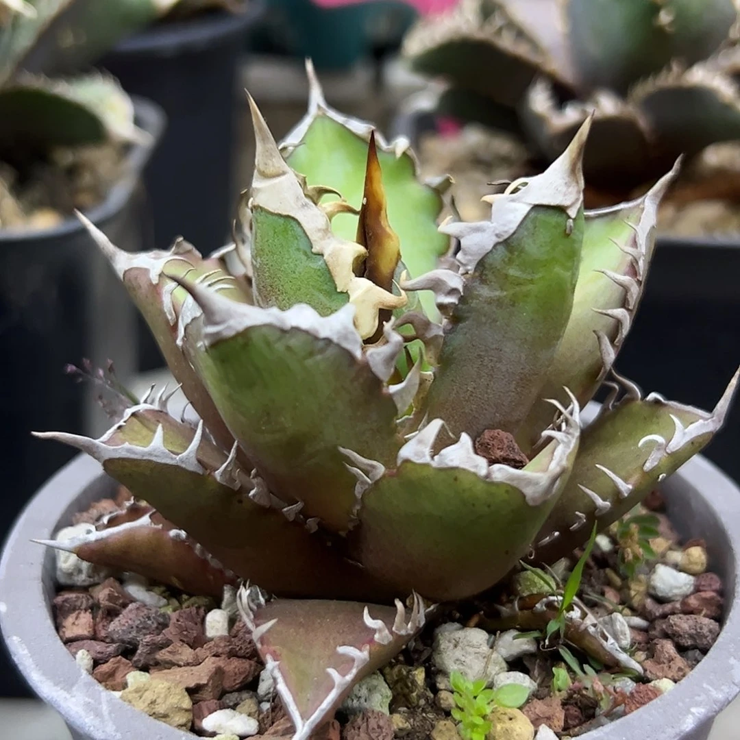 红猫一物一拍偏远不包邮不退不换