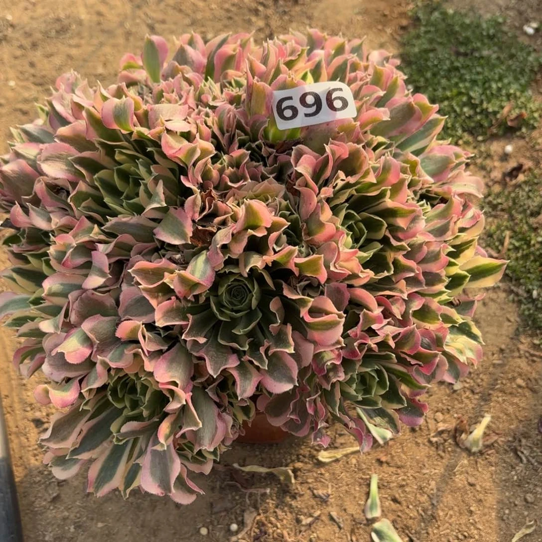 用****儿696雨花石多肉丛林不包损