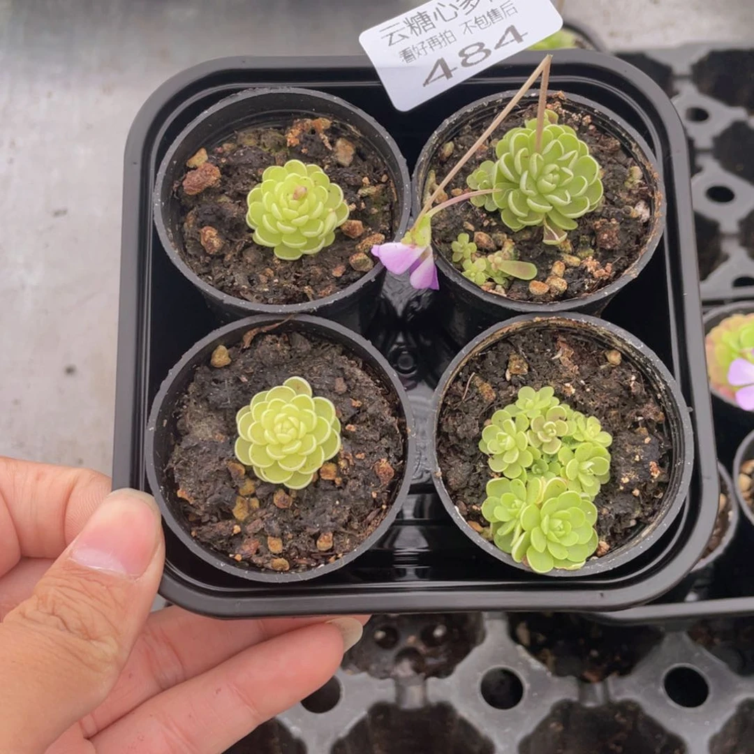 云糖心多肉植物484