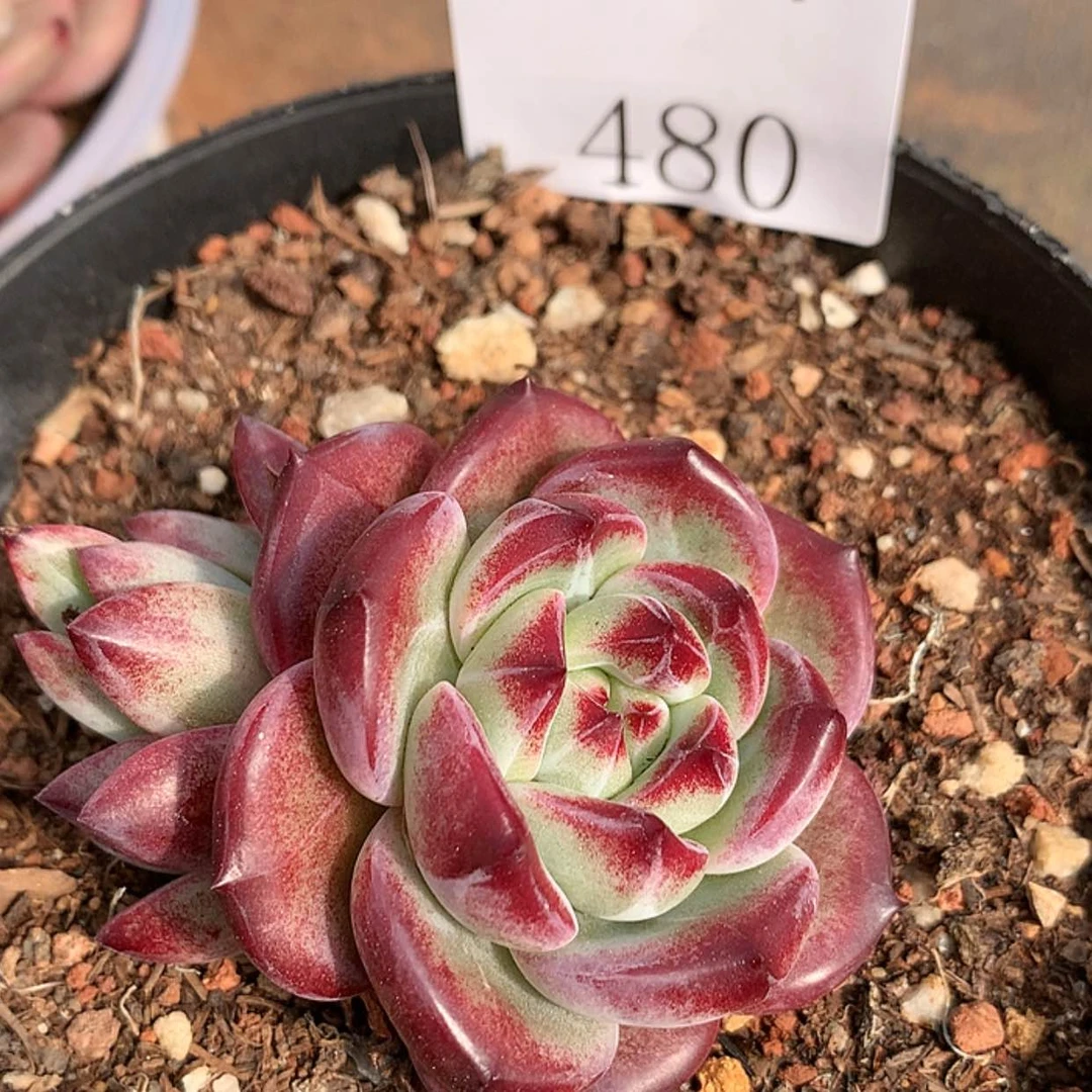 【闪购商品】云480