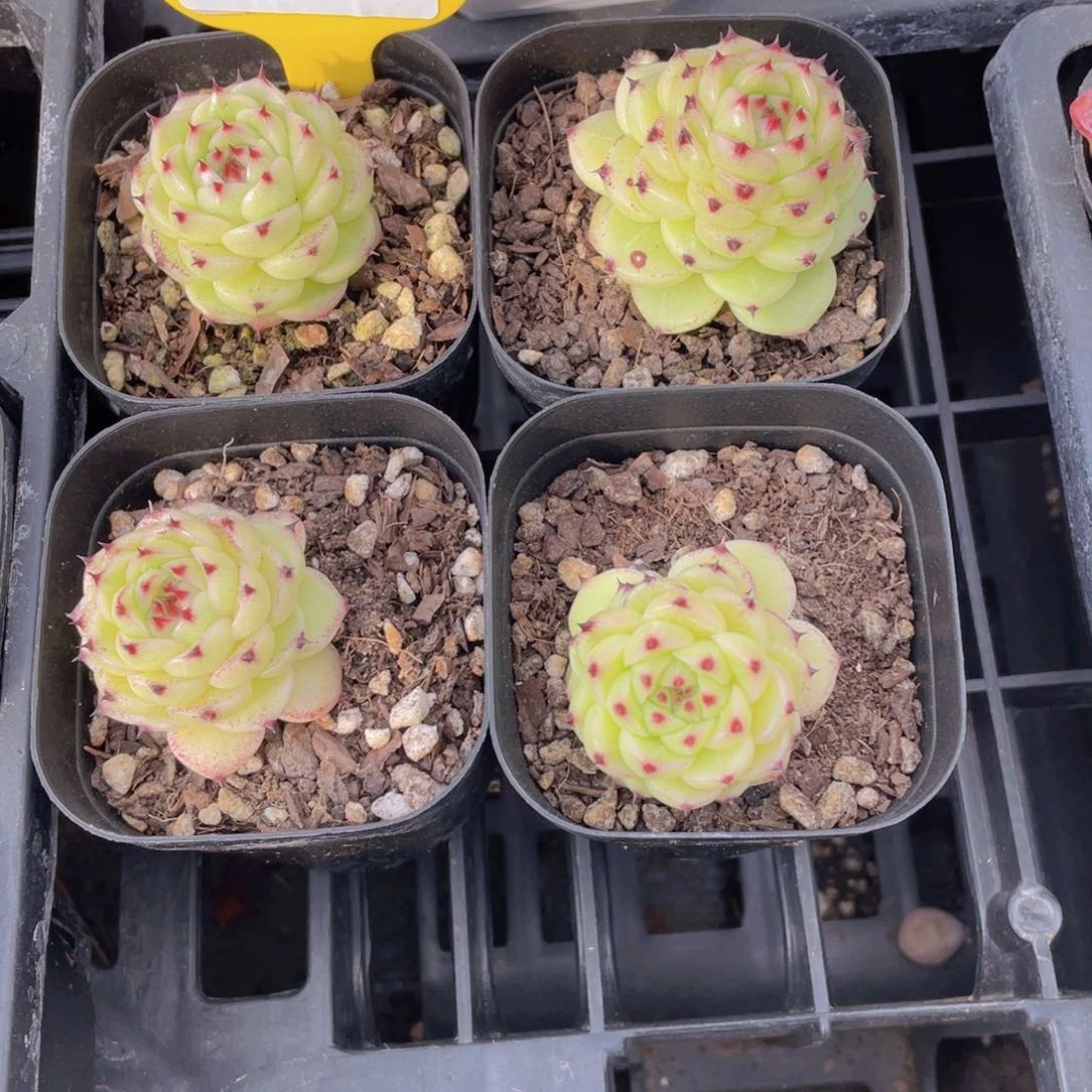 1271号 开播福利单头芙蕖麦秆一个