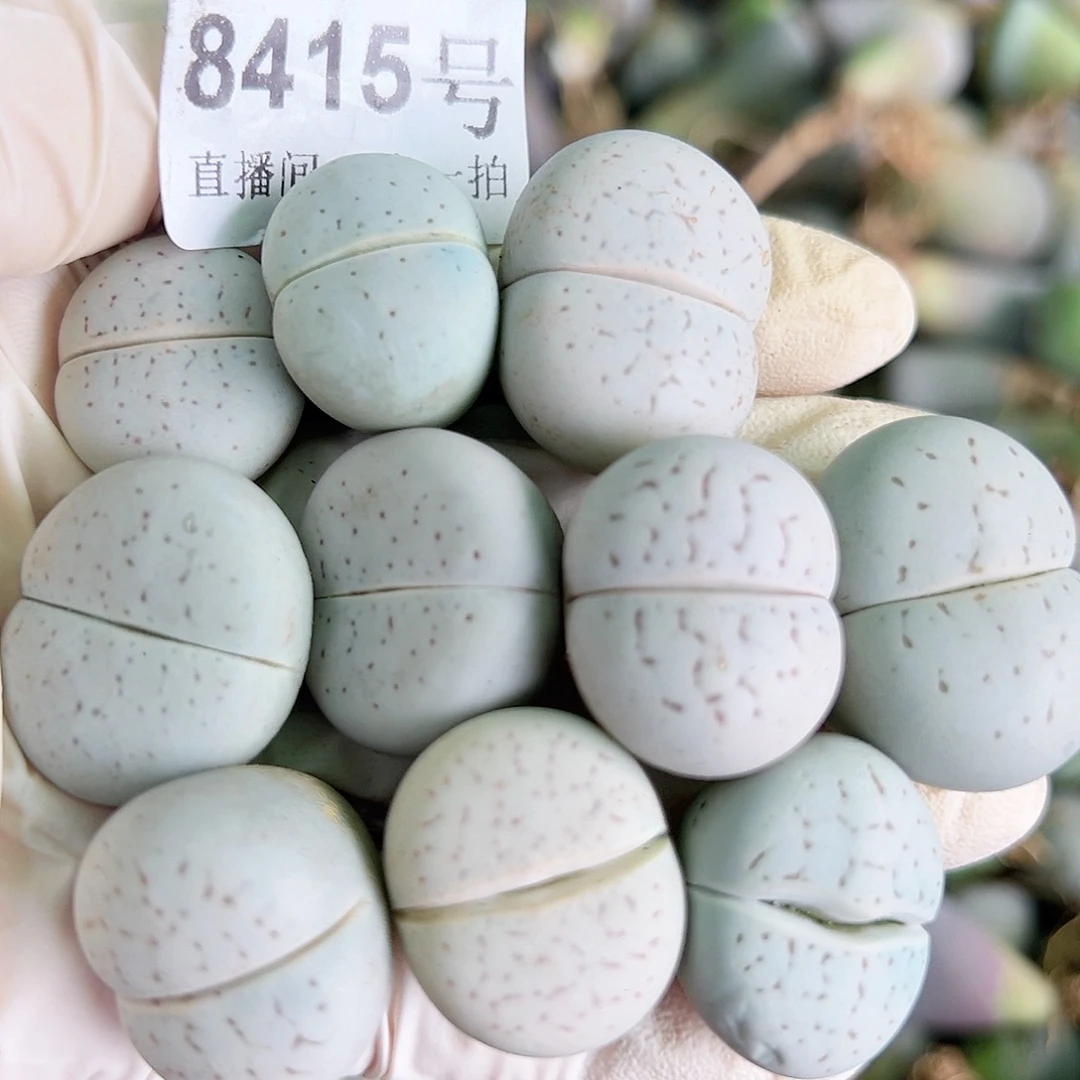 8415 好养易活生石花大母本10个2-2.5cm
