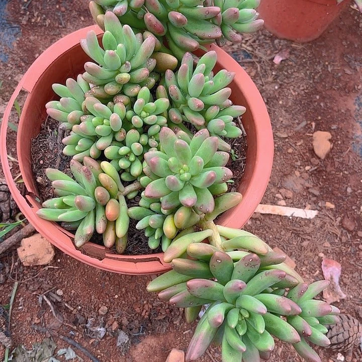 多肉植物。。。。。。。。。。。。。。。。