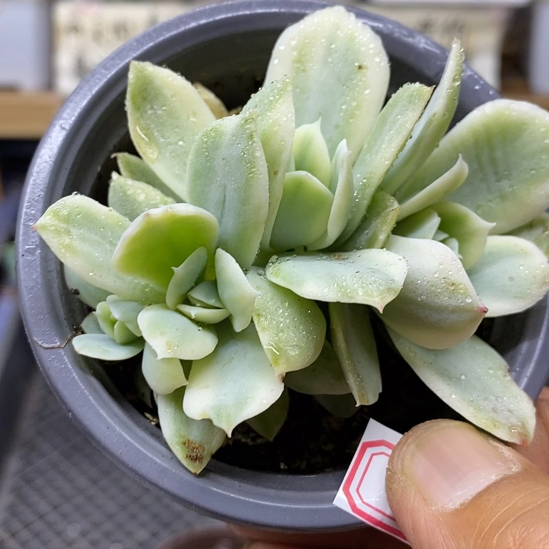 0478 小白龙覆轮锦 4 头自然群