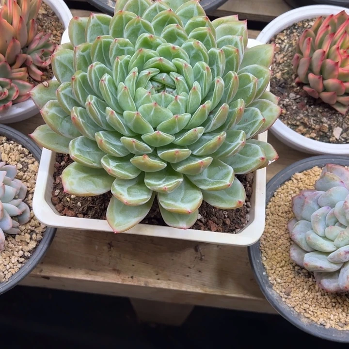 雪花珍妮 夏鸣园艺