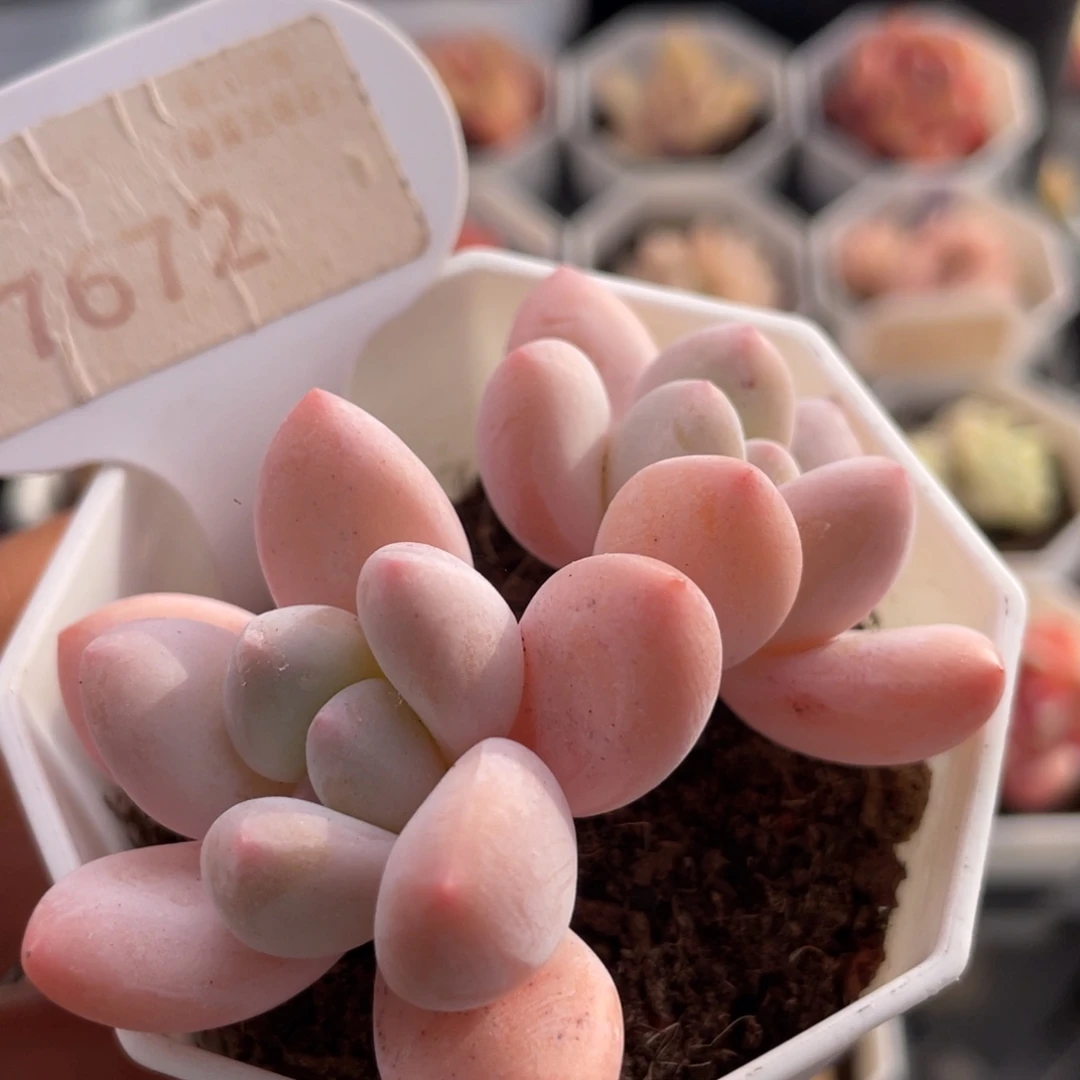 香水7672-6.0厘米