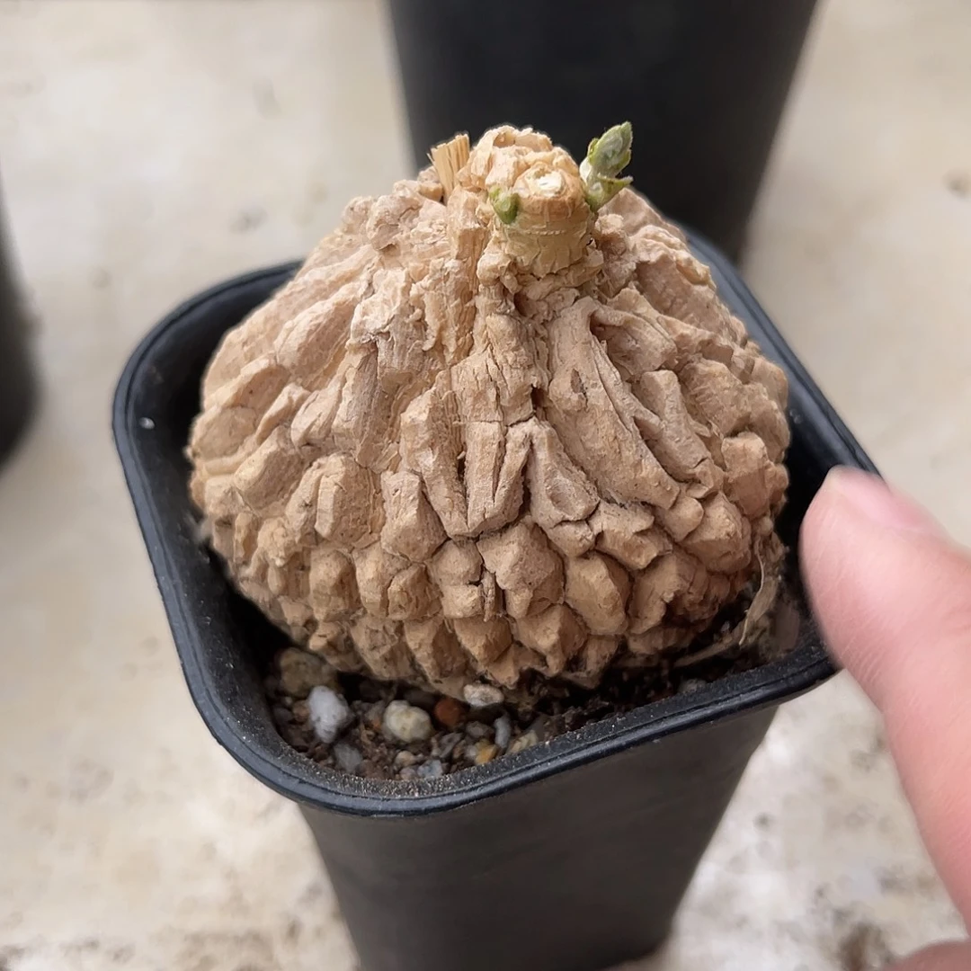 实生白皮龟甲罗摩