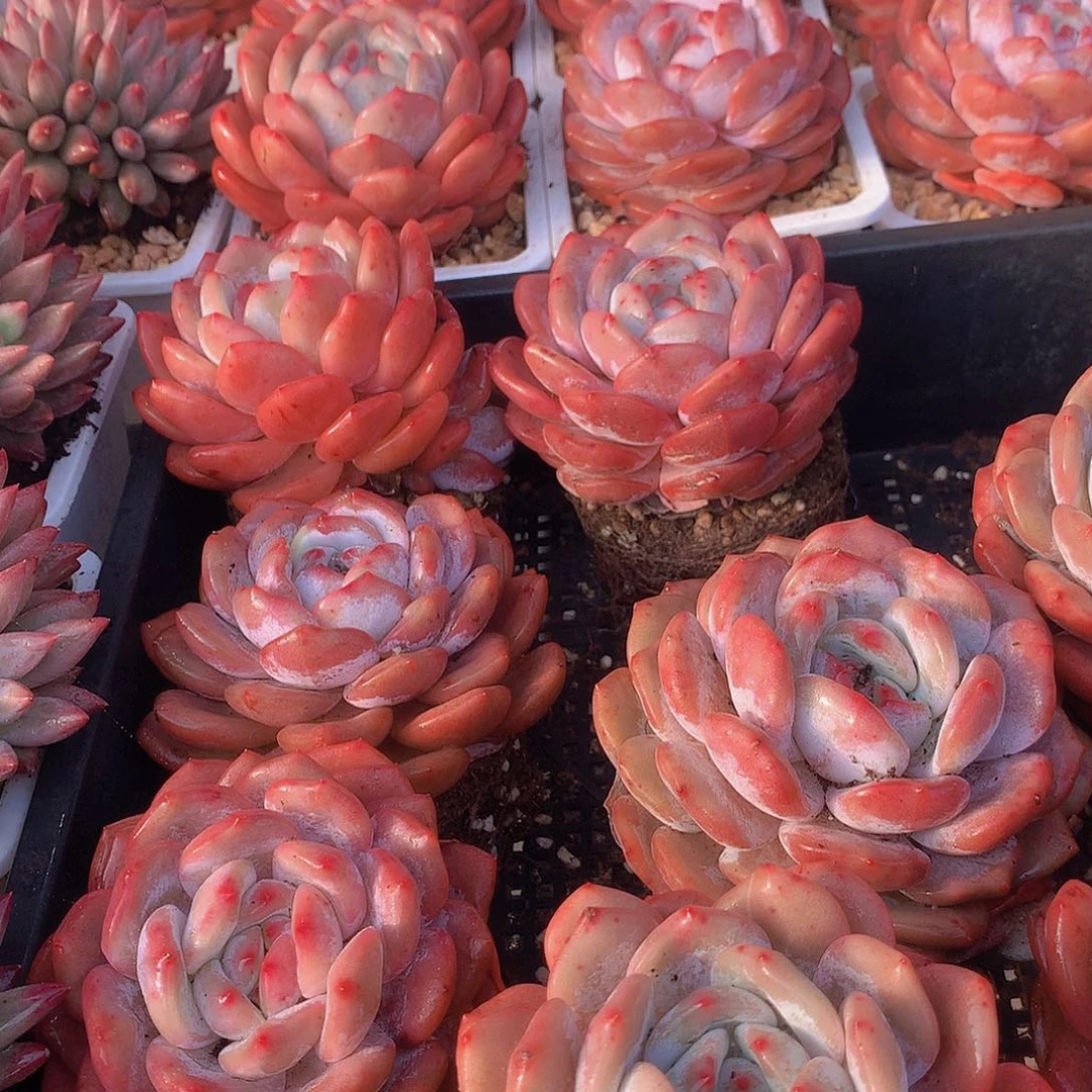 仙女橙35qrtyuuii778