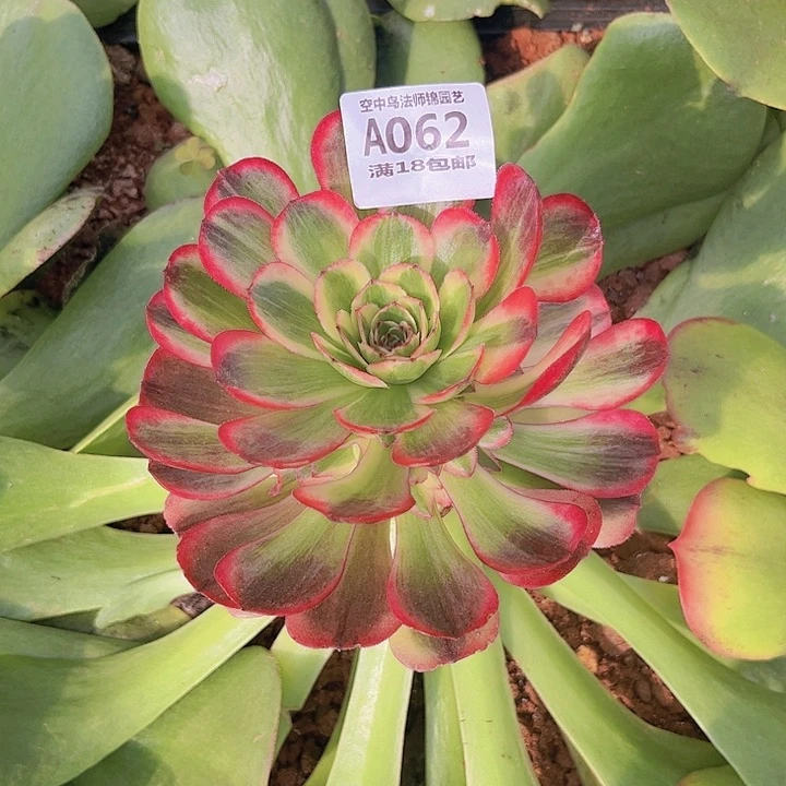 用****4062黑魔景多肉植物