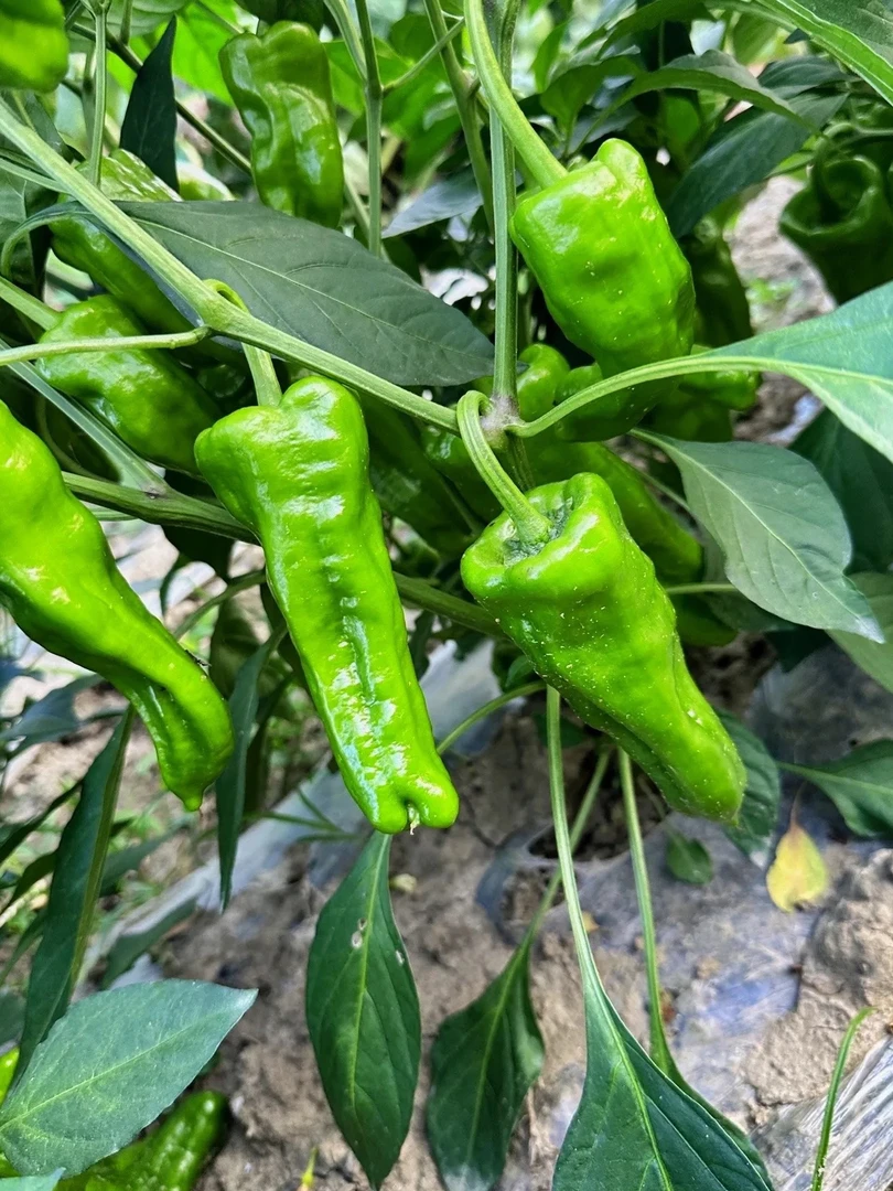 涪陵本地农家自种现摘新鲜菜椒灯笼椒