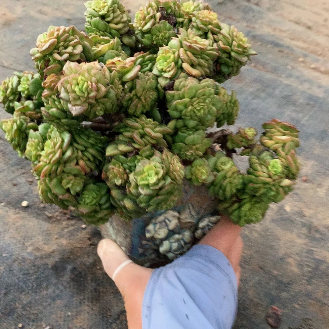 腊牡丹20厘米一物一拍22-61