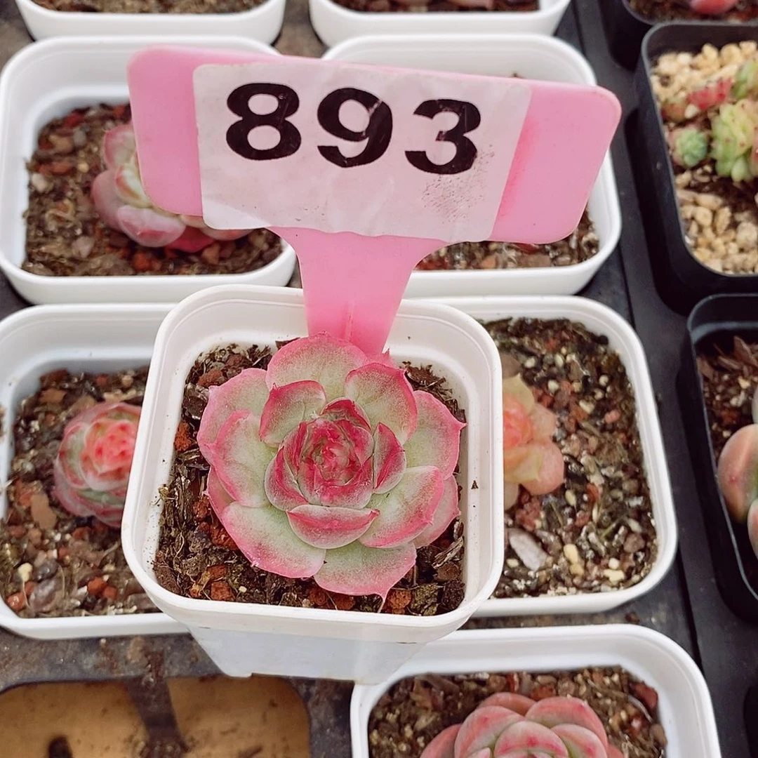 l****林水晶虾饺3-4cm多肉植物