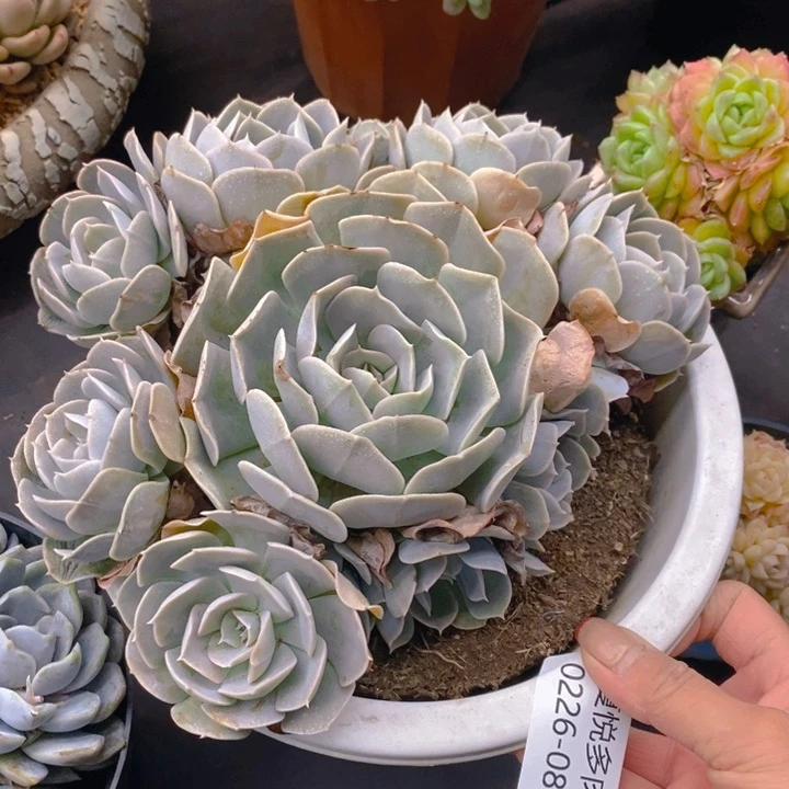 夏悦多肉 0226-83安娜玫瑰